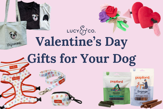 Top Valentine’s Day Gifts for Your Dog