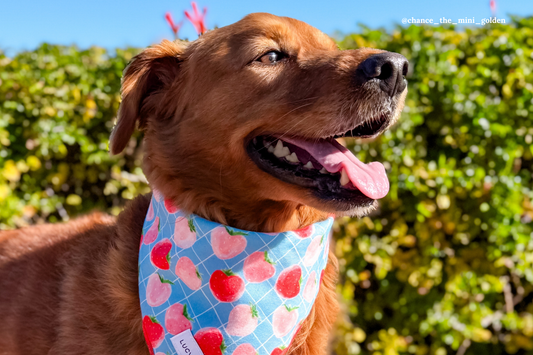 How Dogs Help with Stress Relief: Your Furry Therapist at Work!