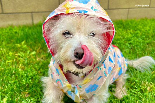 Do Dogs Really Need Raincoats?