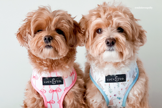 Puppy Love: How to Celebrate Valentine's Day with Your Dog