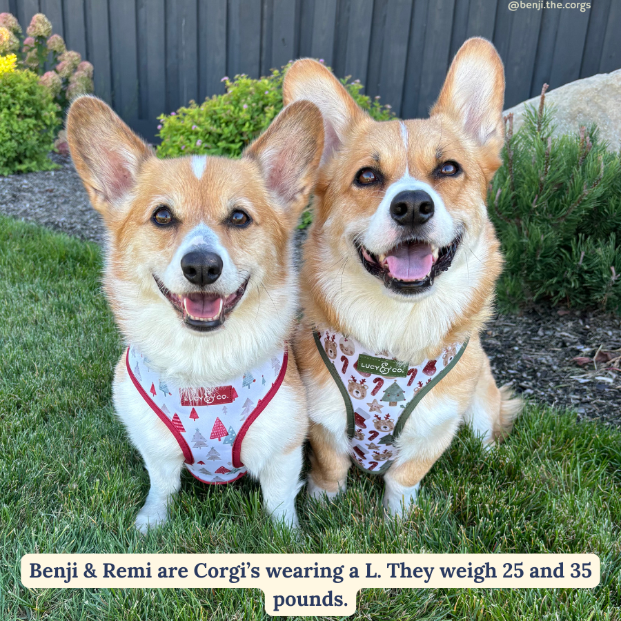 The Jingle Bells Reversible Harness