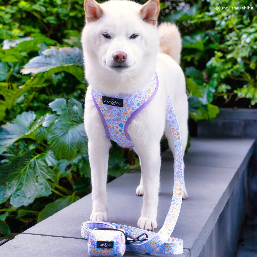 Among the Wildflowers Reversible Harness