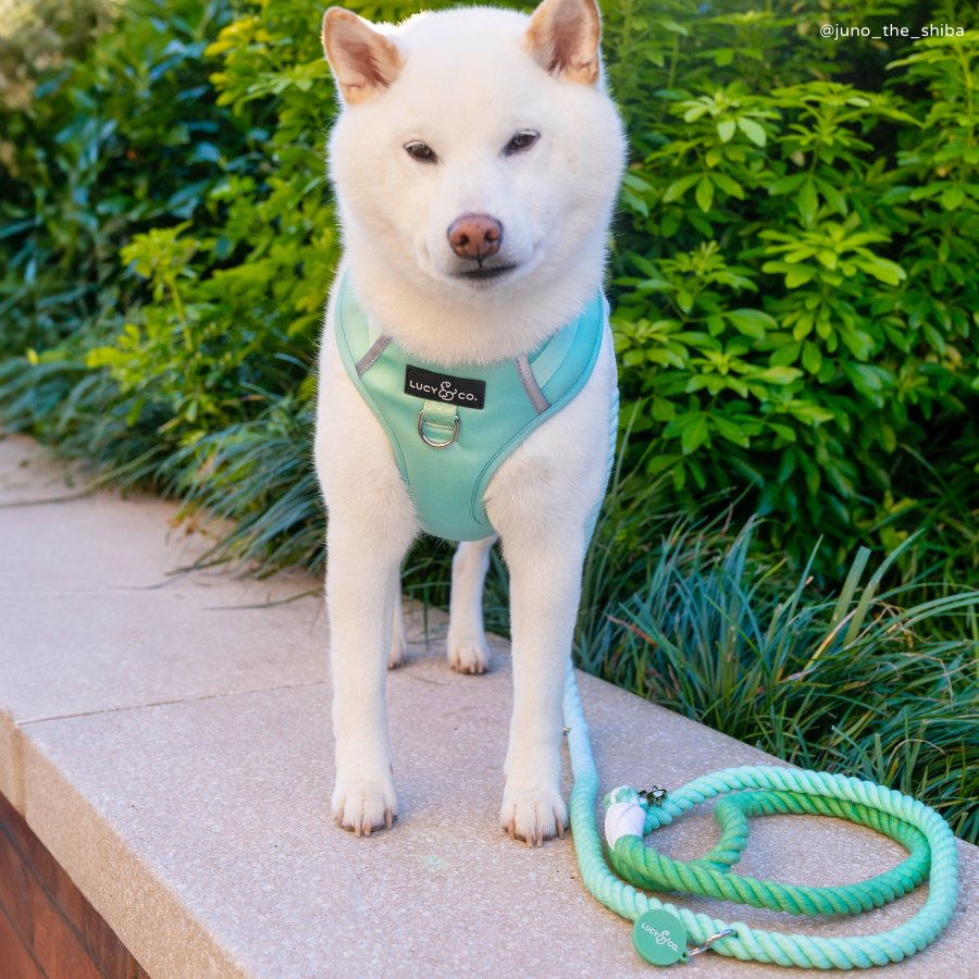 Spring Green Hands-Free Rope Leash