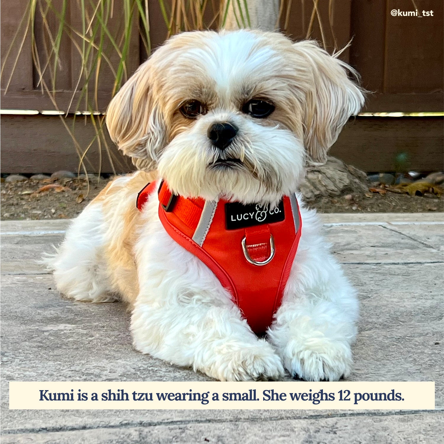 Best dog harness for shih tzu hotsell