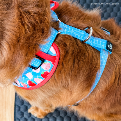 Fresh Berries No-Pull Harness