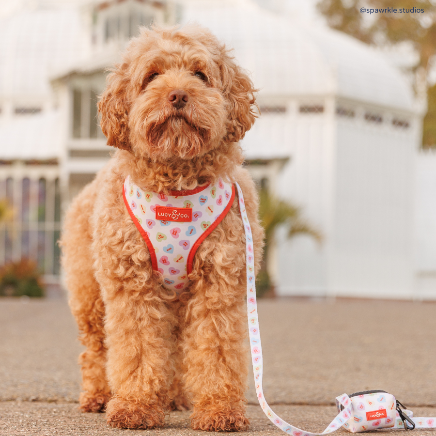 Talk About Love Reversible Harness