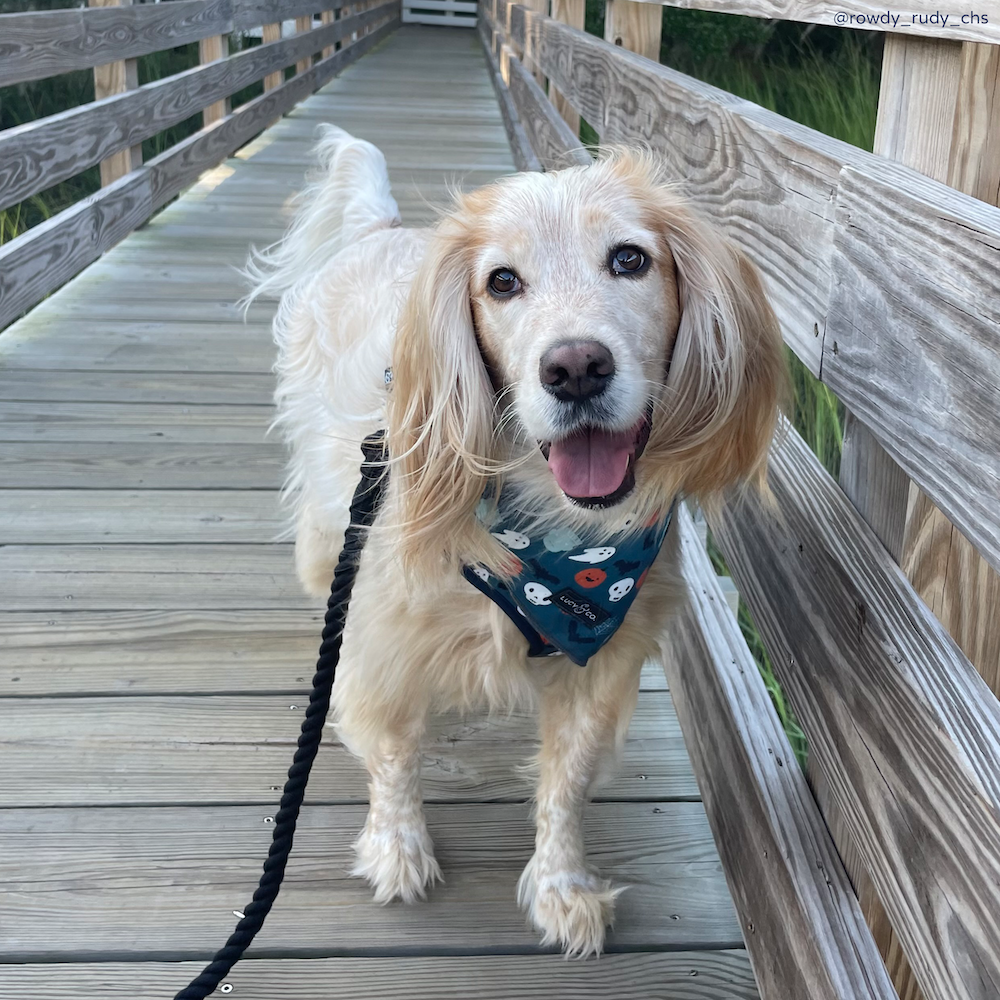 The Midnight Hands-Free Rope Leash