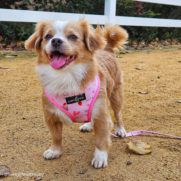 Fable Pets harness launch: Shop comfortable dog harnesses today - Reviewed