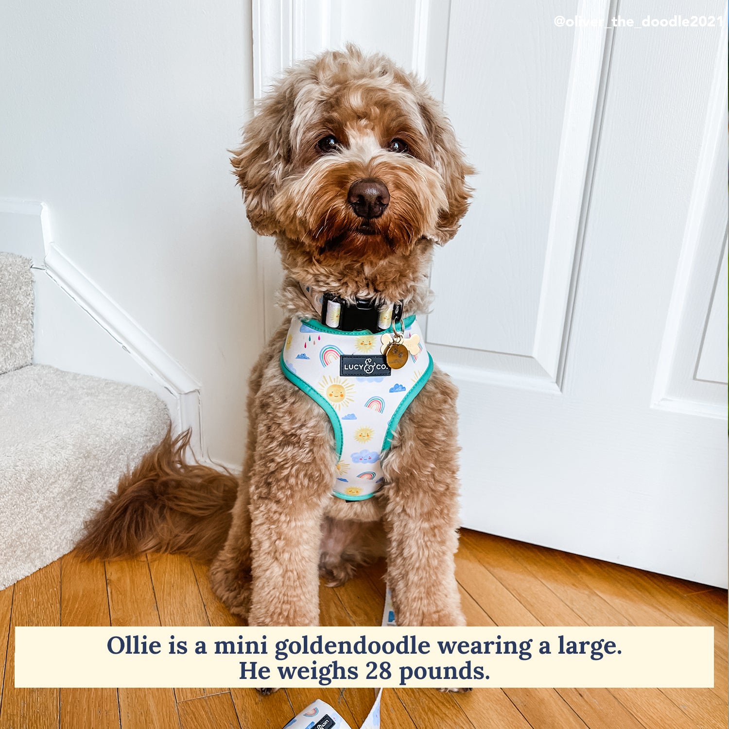 Goldendoodle harness best sale