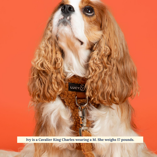 Lucy & Co. The Cinnamon Teddy Crossbody Dog Treat Bag | Fall Dog Gear