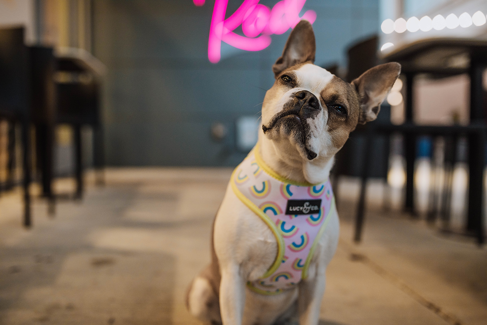 Lucy and store co dog bandana