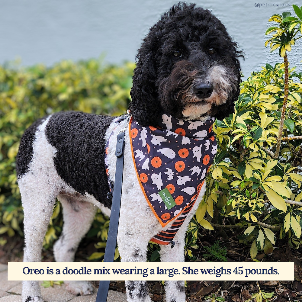 The Happy Haunting Bandana