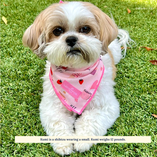 Pink Bows and Bandana Set – Carefree Goldens