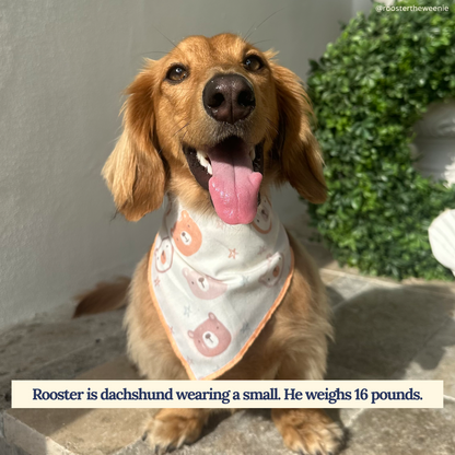 The Unbearably Cute Bandana