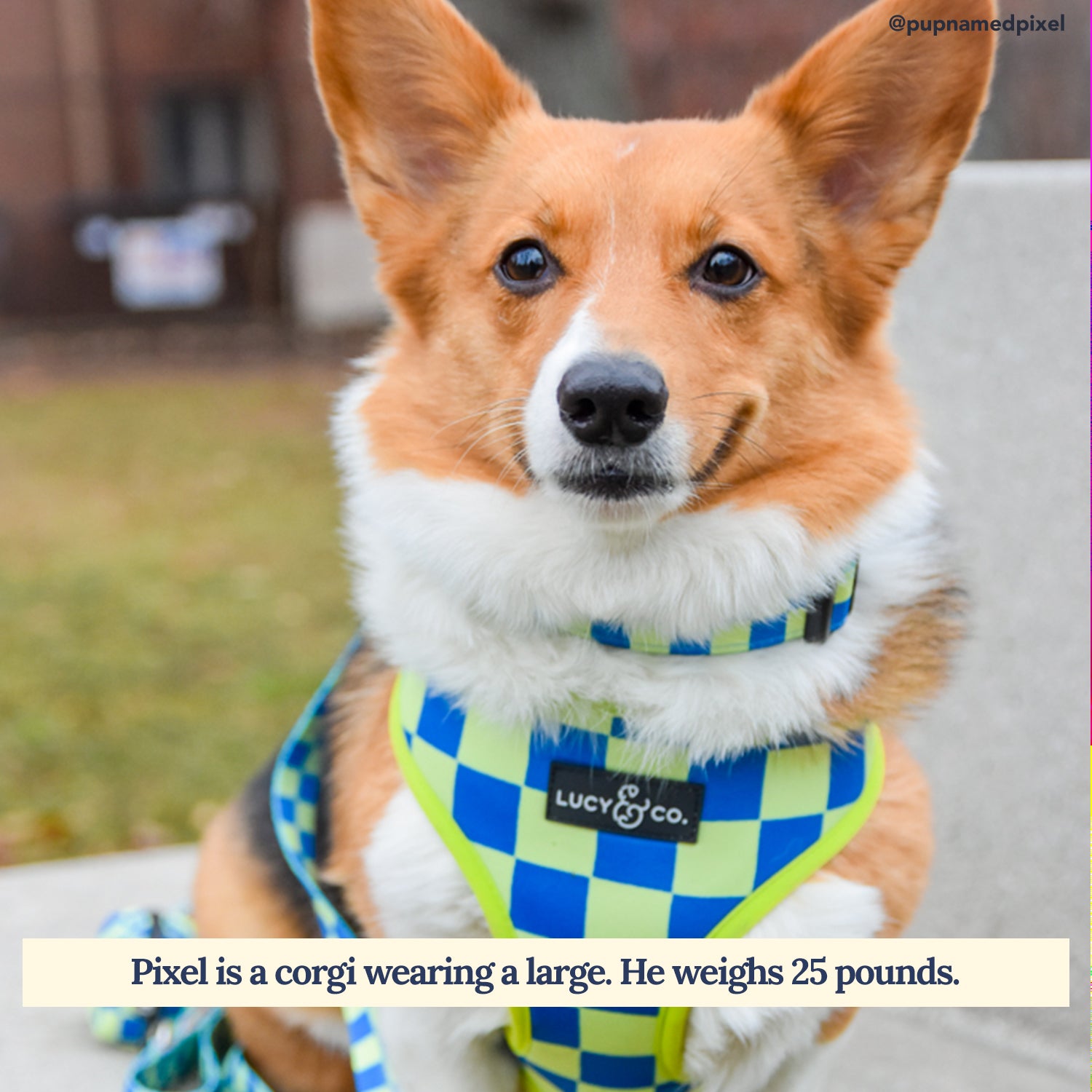 Corgi harness hotsell