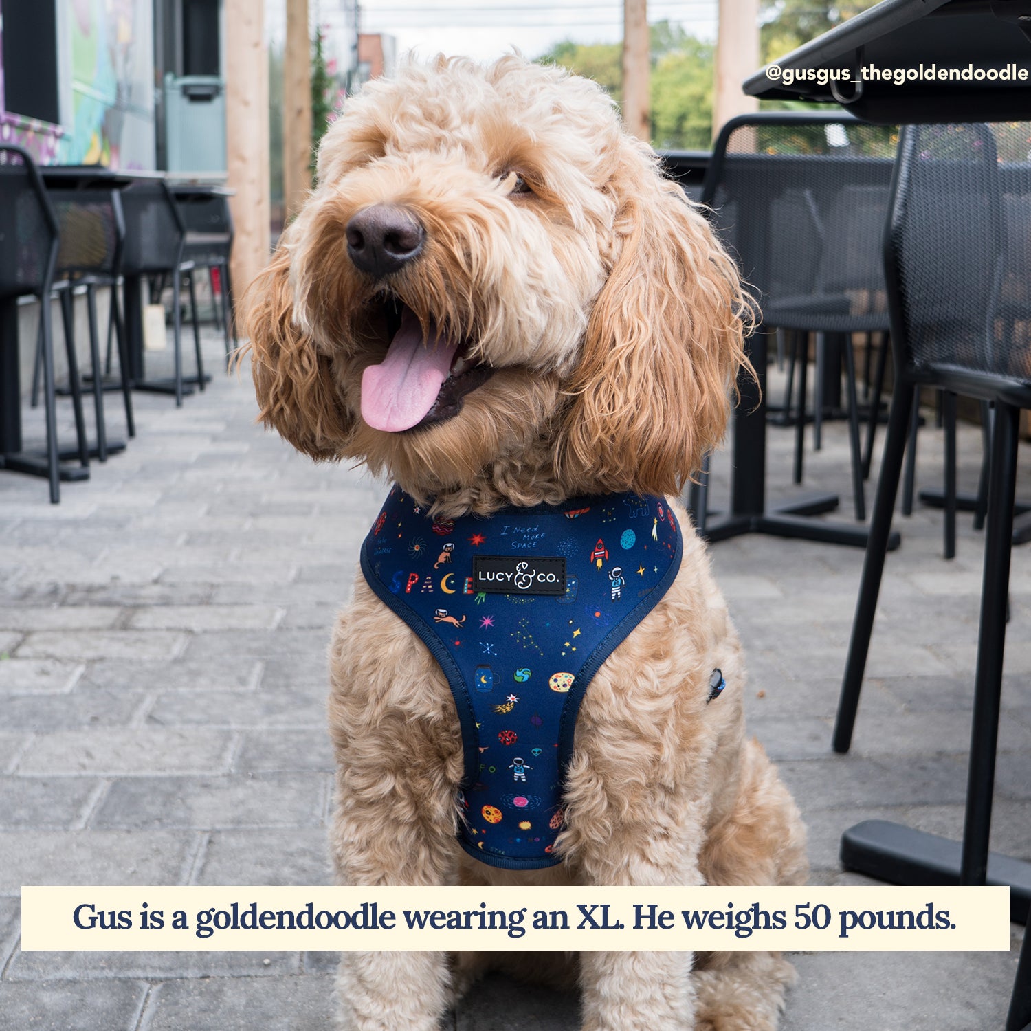 Harness for 3 pound dog hotsell