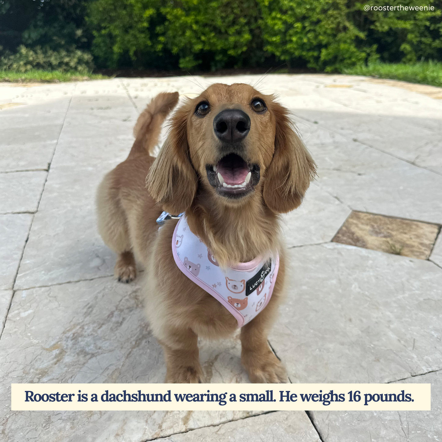 The Unbearably Cute Reversible Harness