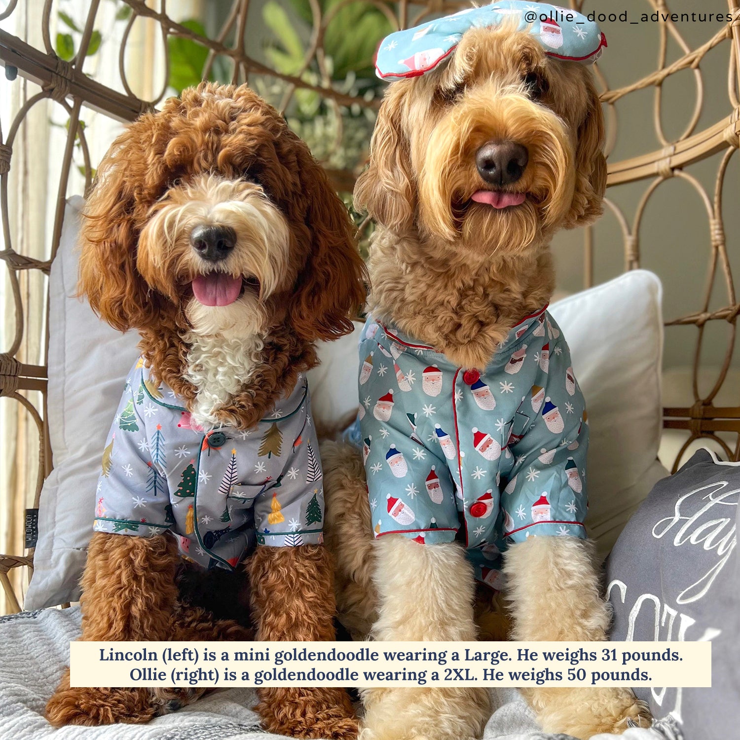 Mini goldendoodle clothes best sale