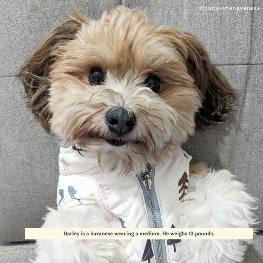  Lucy & Co. 5 Foot Dog Leash - Best Designer Dog