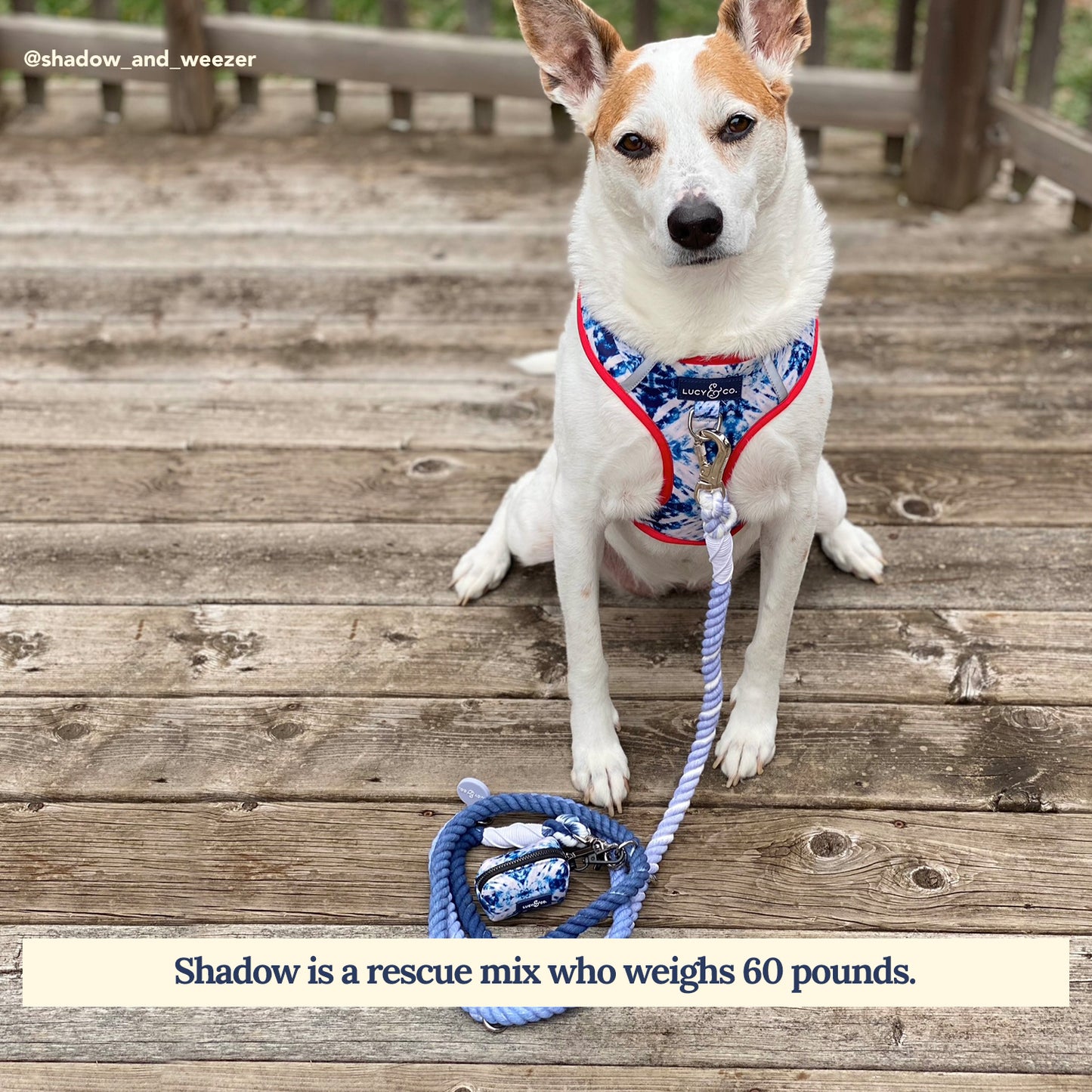 The Blueberry Twist Hands-Free Rope Leash