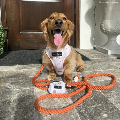 The Pumpkin Spice Hands-Free Rope Leash