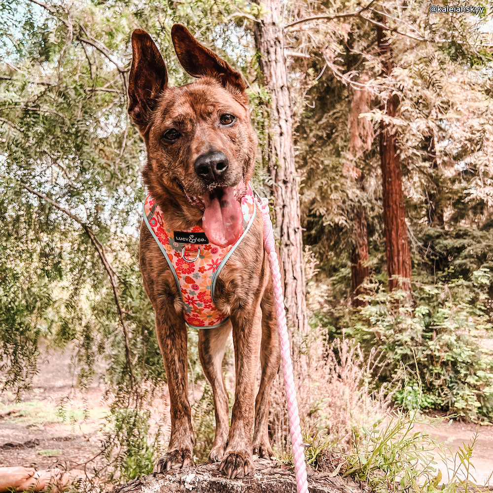 The Rosewater Hands-Free Rope Leash