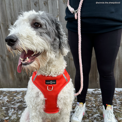 The Rosewater Hands-Free Rope Leash