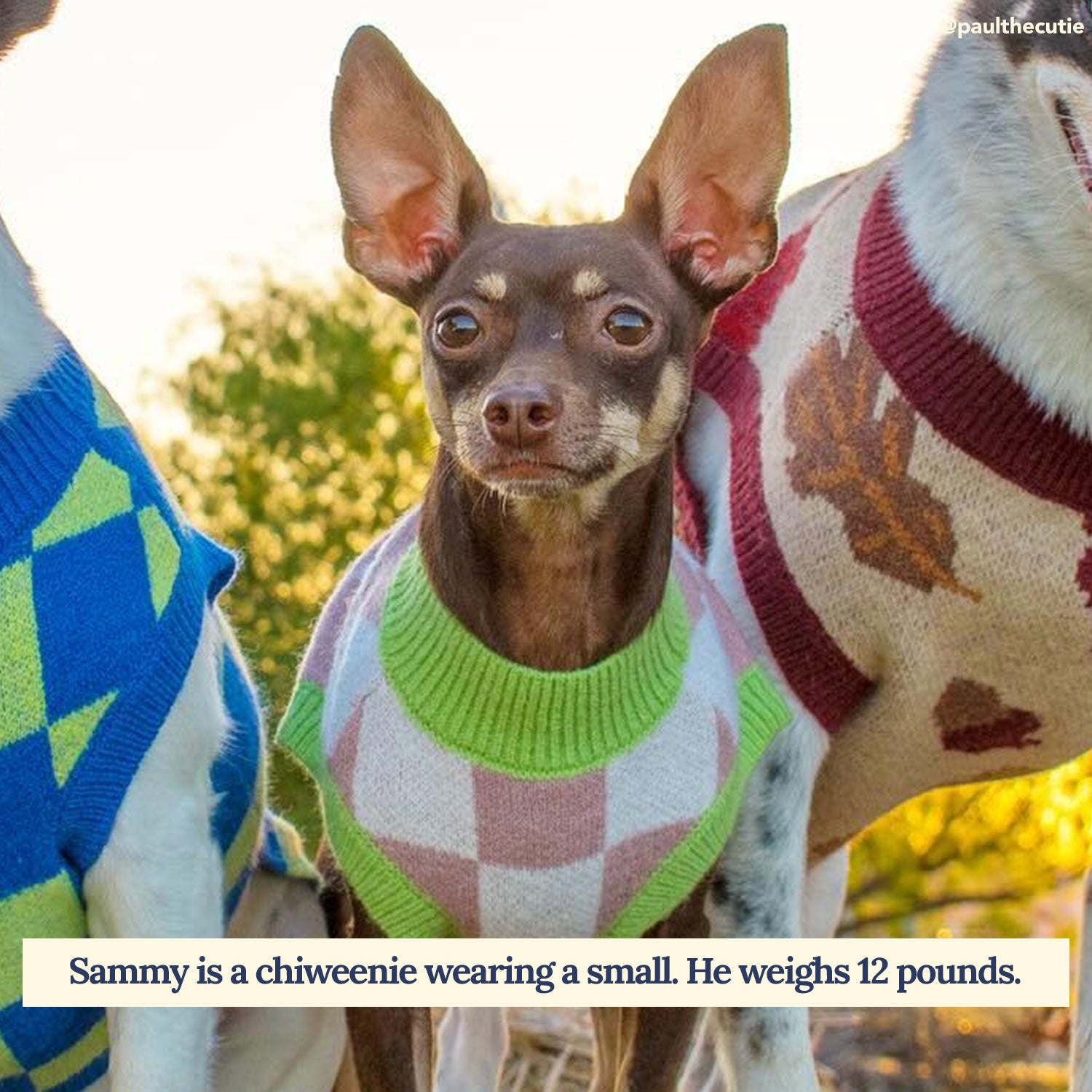 Chiweenie hot sale dog sweaters