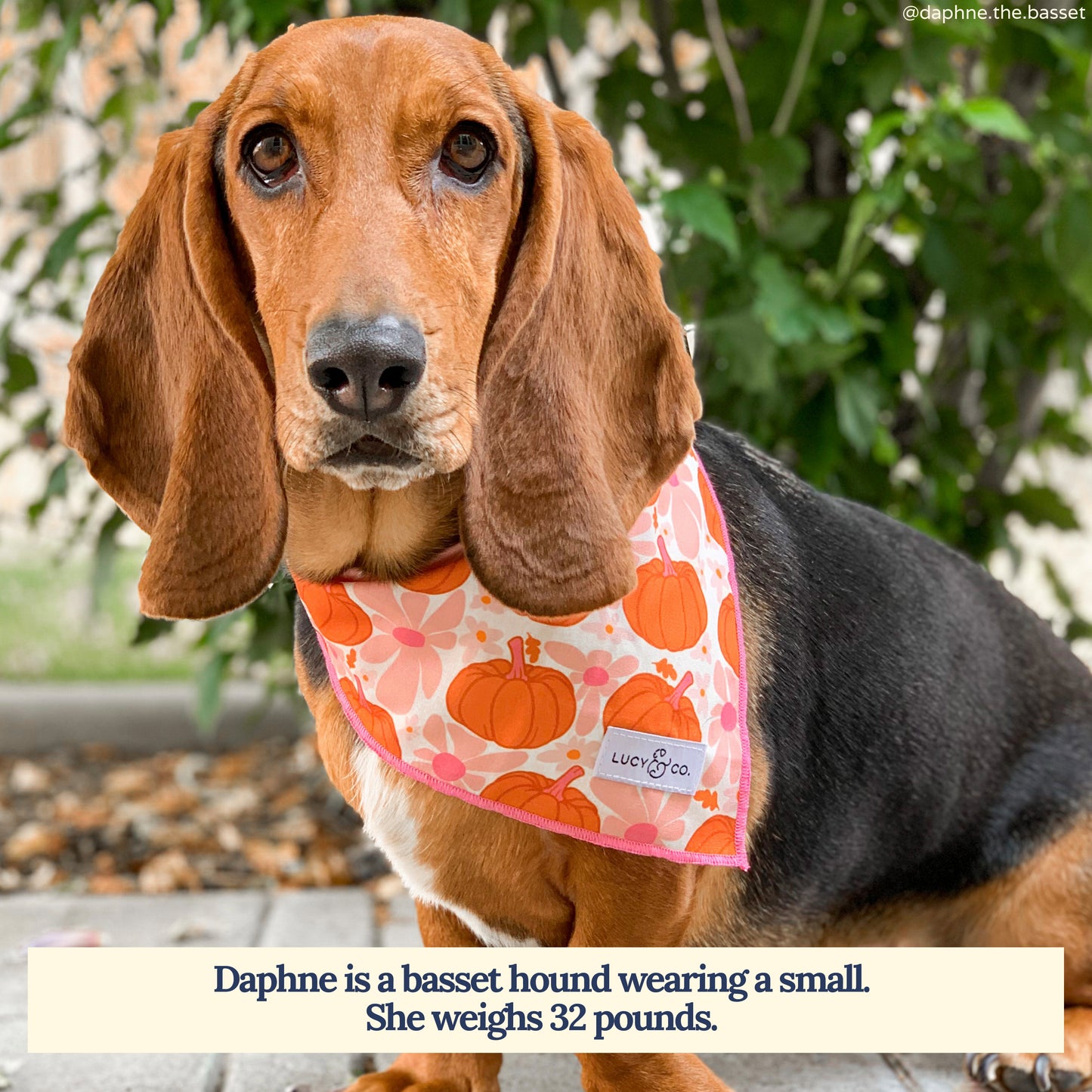 The Sugar & Pumpkin Spice Bandana