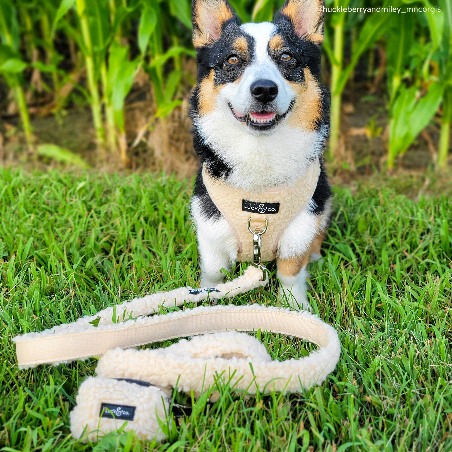 The Cider Teddy Poop Bag Holder