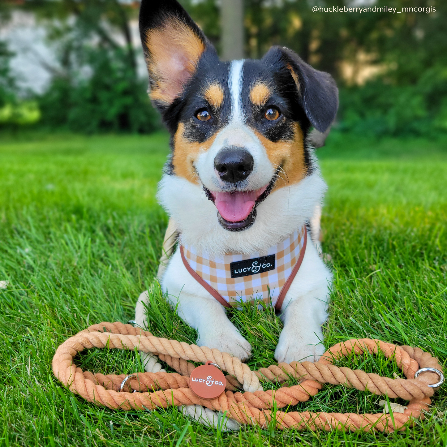 The Chocolate Meadows Hands-Free Rope Leash