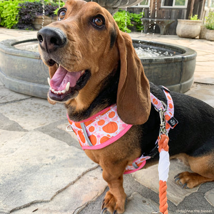 The Pumpkin Spice Hands-Free Rope Leash