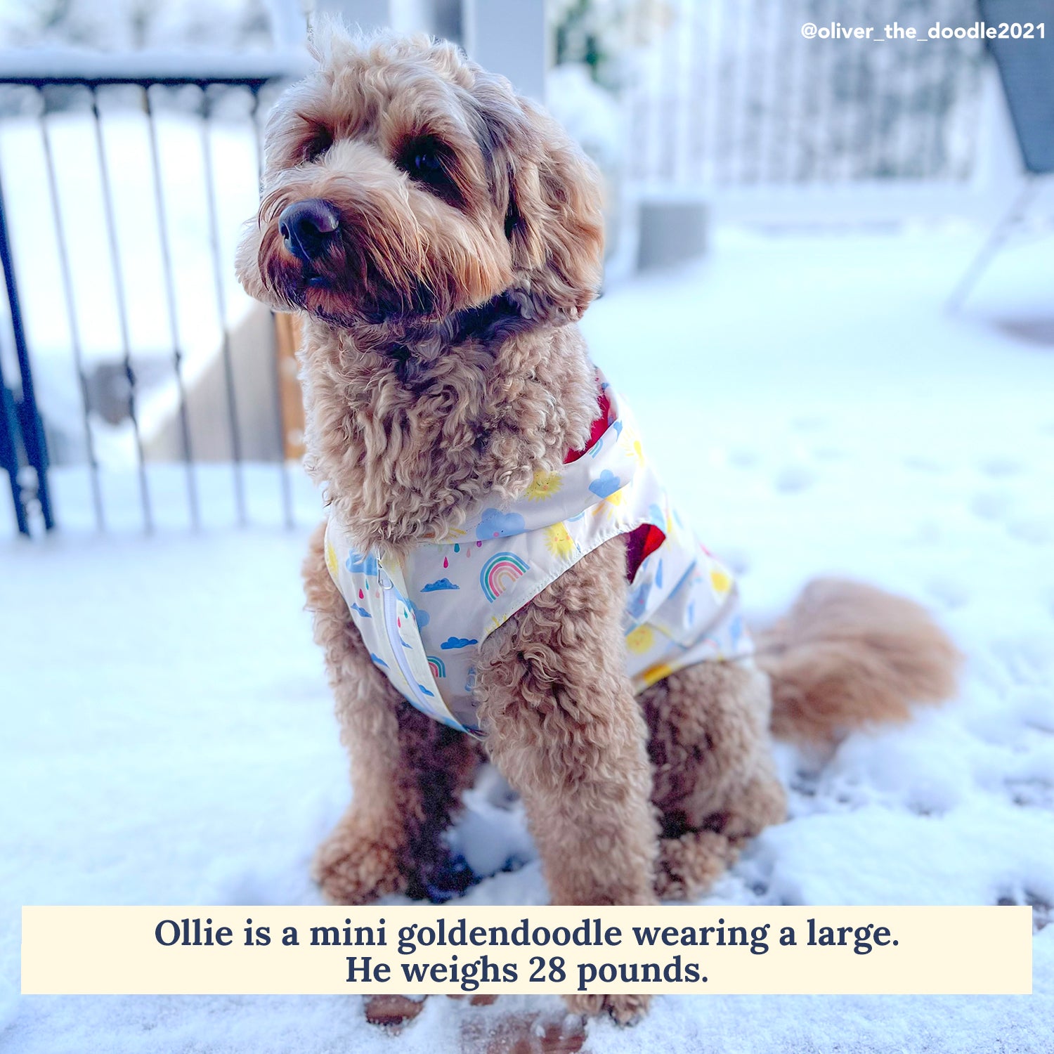 Goldendoodle raincoat best sale