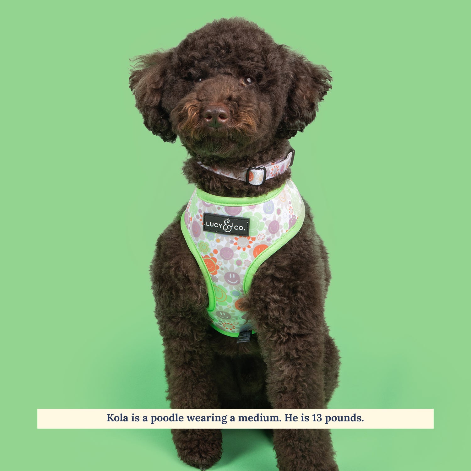 Check dog outlet harness