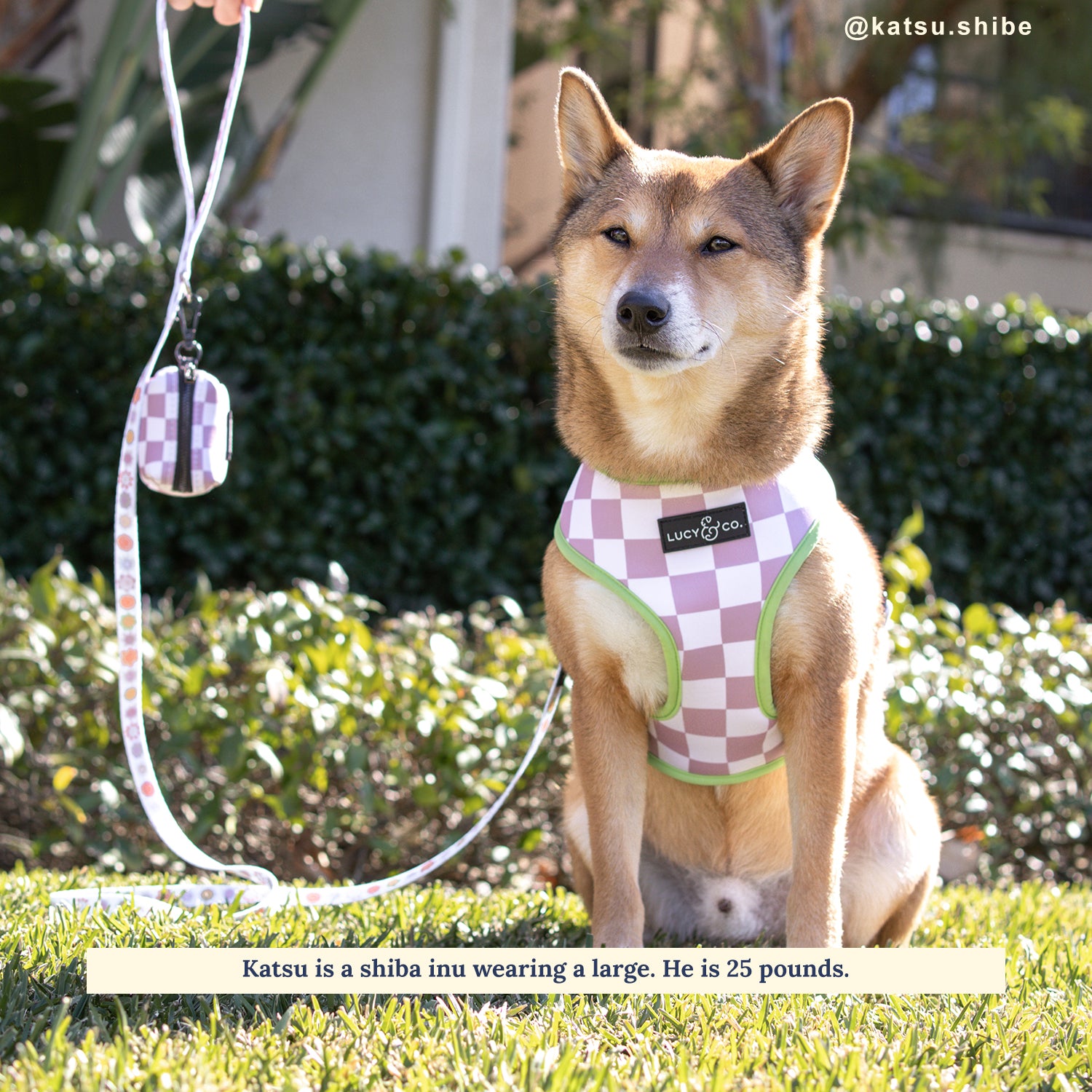 Checkered dog clearance harness