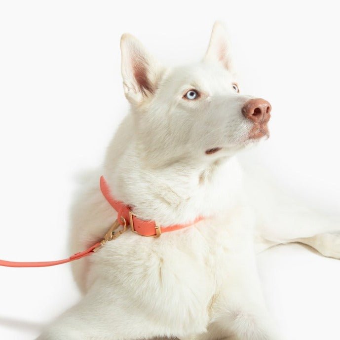 Coral Swirl Dog Collar Cute Dog Collar Girl Dog Collar 
