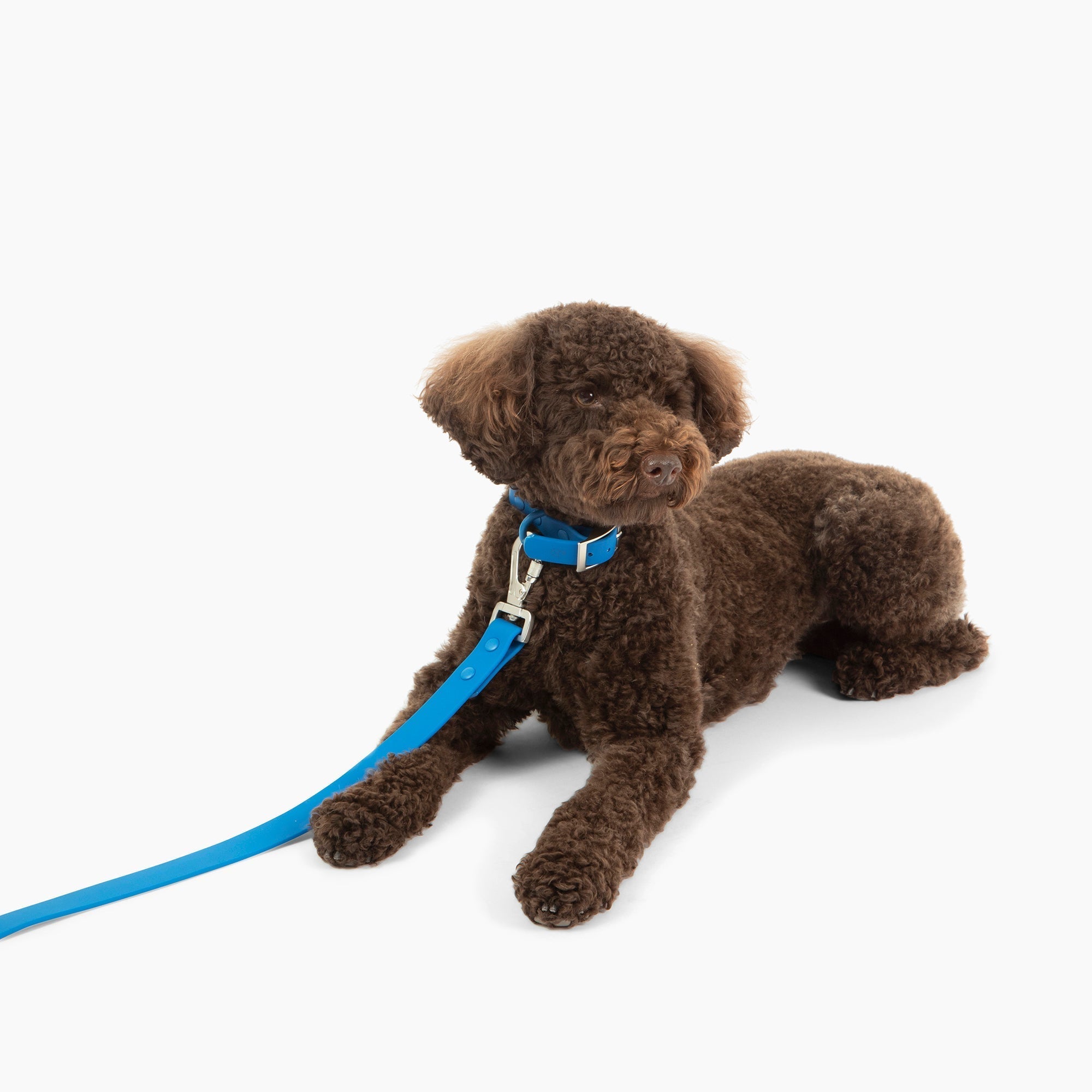 Toy poodle outlet collars