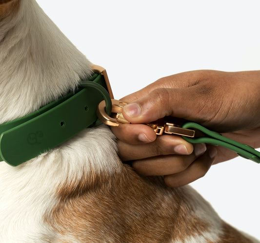  Lucy & Co. 5 Foot Dog Leash - Best Designer Dog