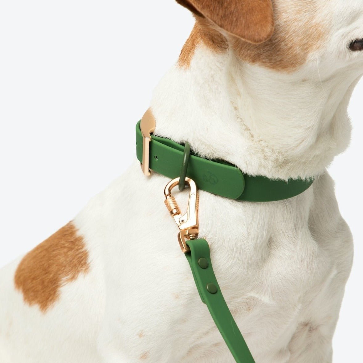 Pet leash clearance collar