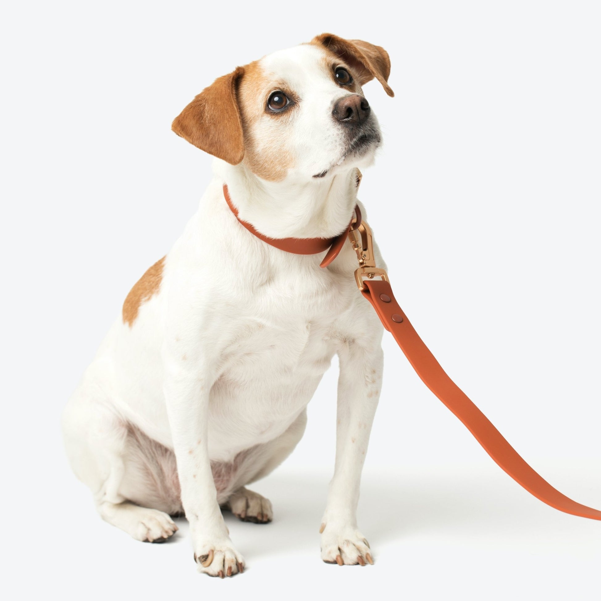 Terracotta Waterproof Dog Collar  Odor-Proof & Weather Resistant