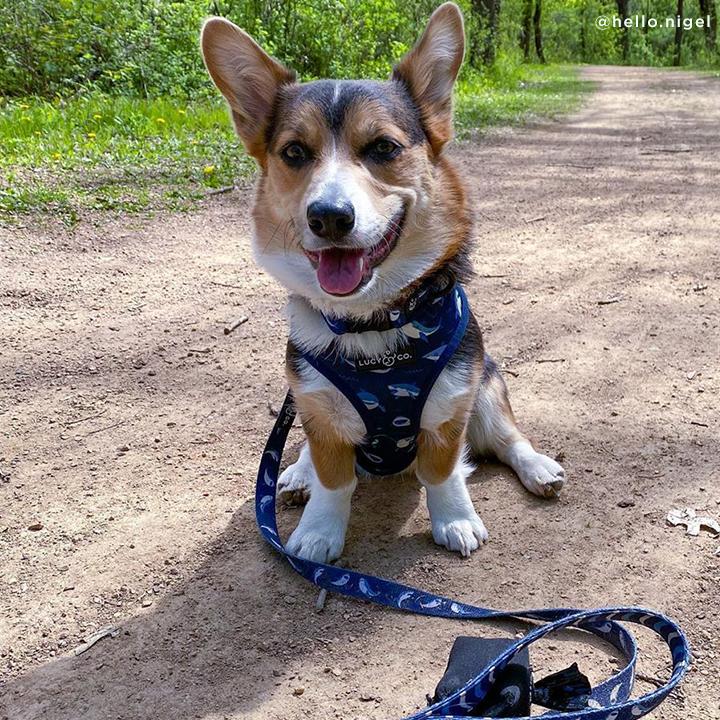 Shark shop dog harness