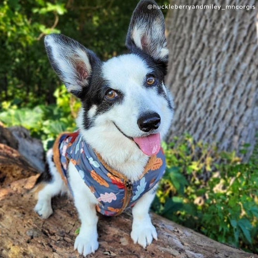 9 Top-Selling Dog Sweaters  Shoppers Love for Fall